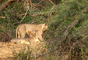 Lion Samburu Kenya